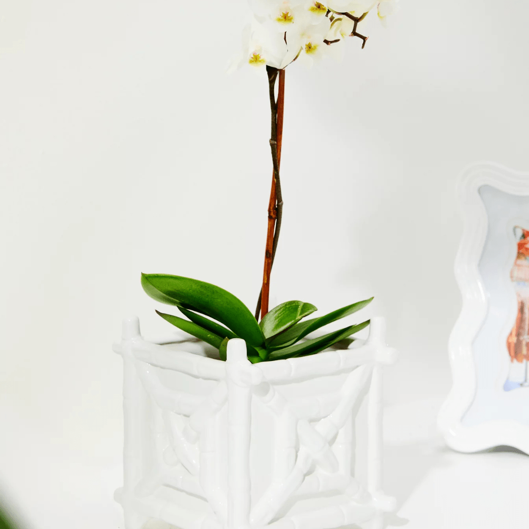 Lilly Pulitzer Ceramic Bamboo Planter - Lifeguard Press