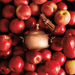 Thymes Copper Pot 3 - Wick Candle - Simmered Cider - Thymes